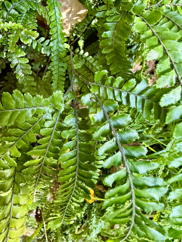 Adiantum hispidulum, photograph 1