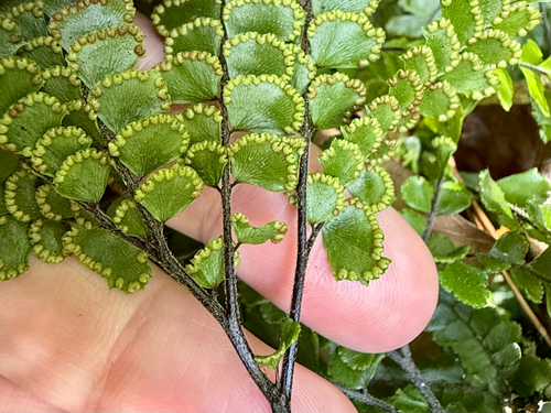 Adiantum hispidulum, photograph 2