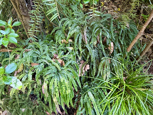 Adiantum hispidulum, photograph 3