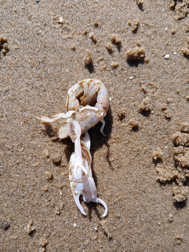 Trypaea australiensis observed 2026-09-19
