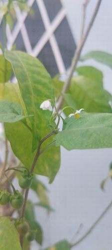 Garden Huckleberry