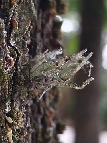 Cartilage Lichen