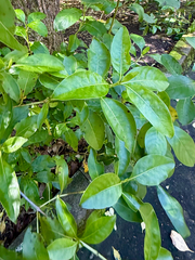 Coprosma macrocarpa, photograph (c) Tom Beard, some rights reserved (CC BY)