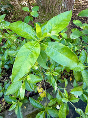 Coprosma macrocarpa, photograph (c) Tom Beard, some rights reserved (CC BY)