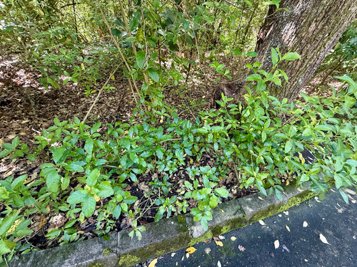 Coprosma macrocarpa, photograph 6