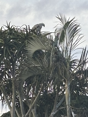 iNaturalist image