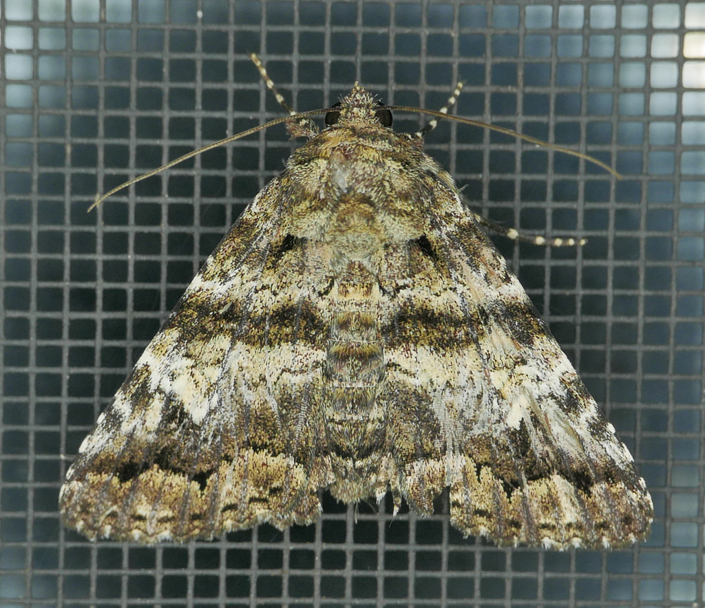 Metria