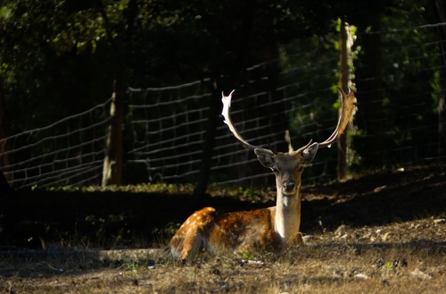 European Fallow Deer