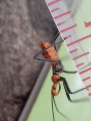 Reduviidae