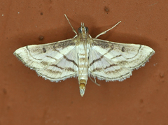 Marasmia trapezalis