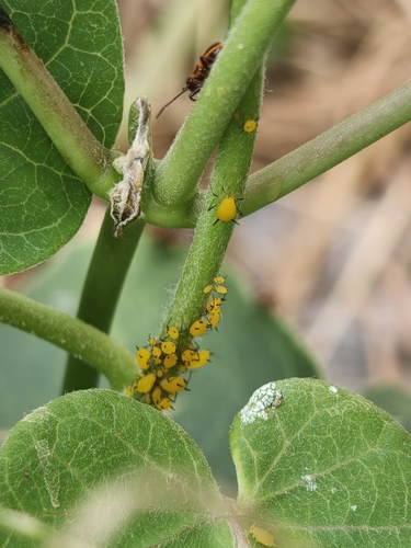 Oleander Aphid