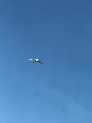 Great Egret