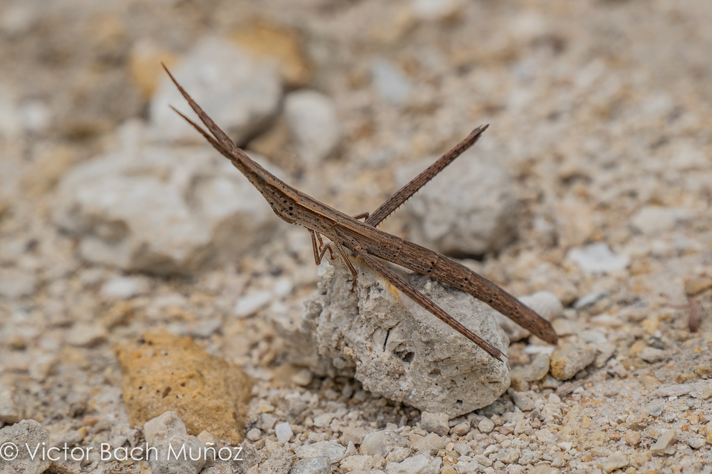 Long-headed Toothpick Grasshopper