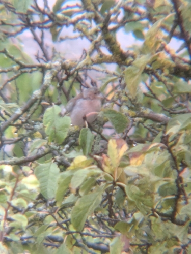 Common Chaffinch