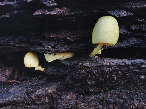 Agaricus observed 2026-09-18