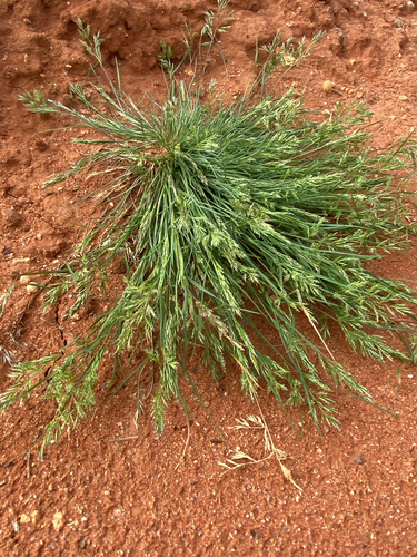 Schismus barbatus observed 2026-09-14