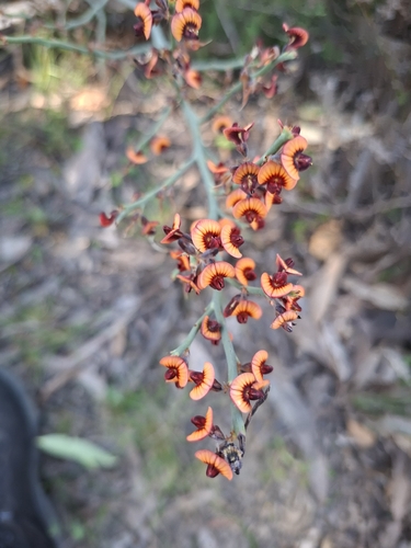 Daviesia brevifolia, photograph 2