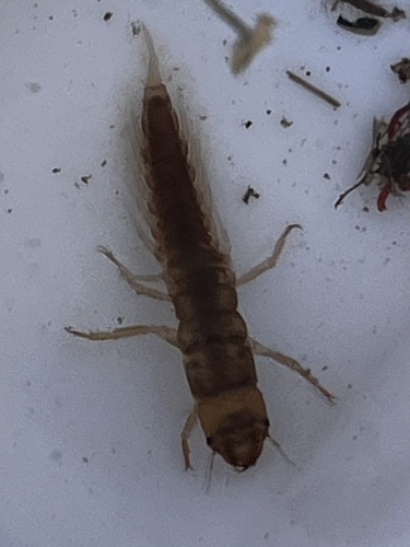 iNaturalist observation photo of Sialis californica species group