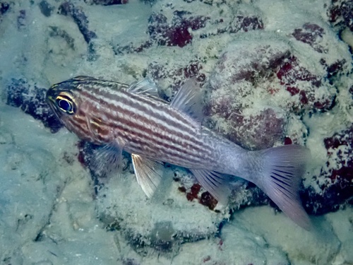 Cheilodipterus macrodon observed 2026-09-18