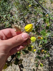 Fremontodendron californicum