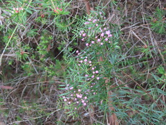 Boronia pinnata