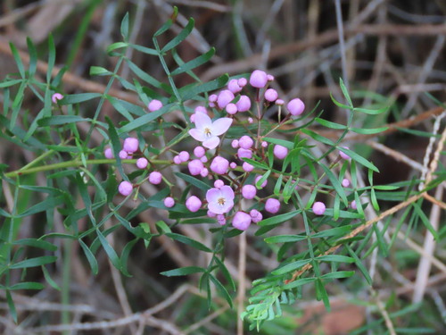 Boronia pinnata, photograph 1