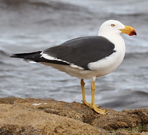 Pacific Gull