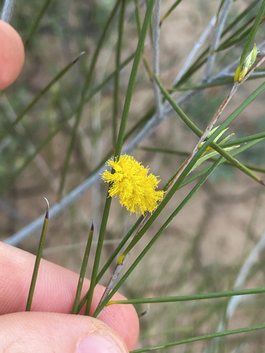 Acacia burkittii observed 2026-09-14