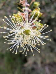 author not stated, no rights reserved Melaleuca cuticularis, photograph author not stated, no rights reserved