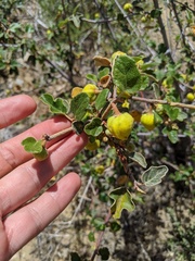 Fremontodendron californicum