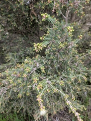 author not stated, no rights reserved Melaleuca cuticularis, photograph author not stated, no rights reserved