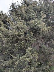 author not stated, no rights reserved Melaleuca cuticularis, photograph author not stated, no rights reserved
