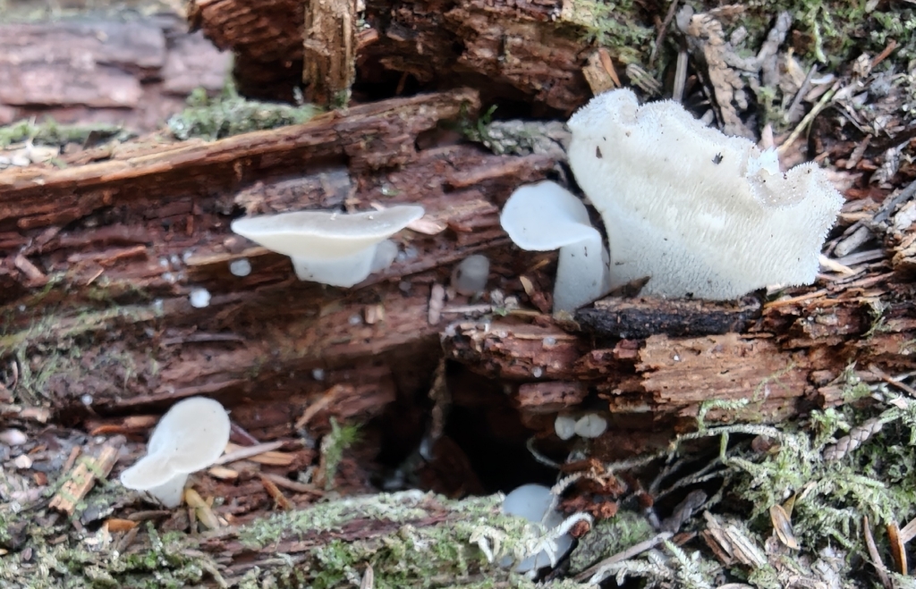 Toothed Jelly Fungus · September 2026 · photo: Photo: no rights reserved · iNaturalist