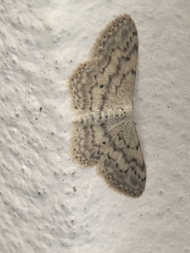 Small Dusty Wave