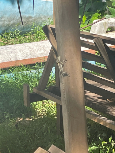 Indian Garden Lizard