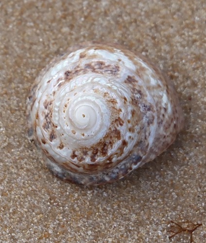 scaly small star