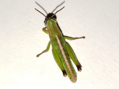 Floritettix aptera