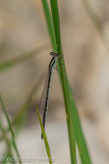 Enallagma durum