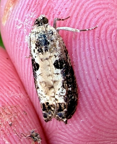 White-backed Marble