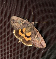 Catocala muliercula
