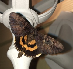 Catocala muliercula