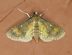 Niphograpta albiguttalis