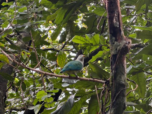 Ptilinopus purpuratus, 2026-09-17
