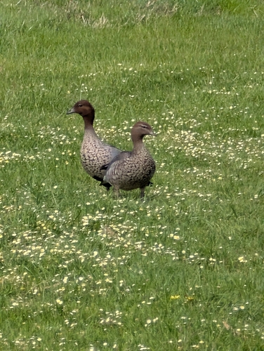 Australian Wood Duck