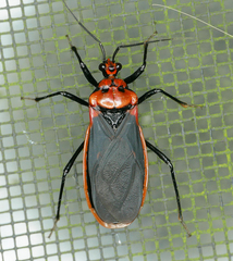 Rhiginia cinctiventris