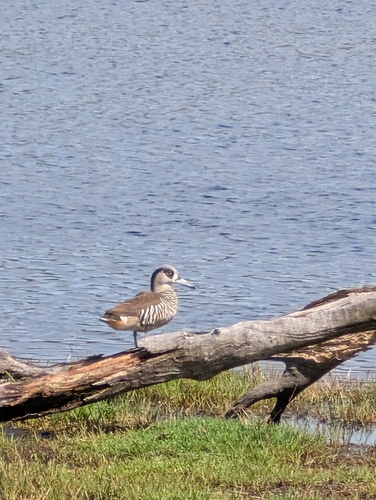 Pink-eared Duck