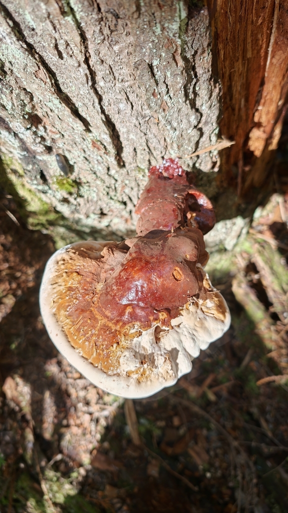 West Coast Reishi · September 2026 · photo: Photo: no rights reserved · iNaturalist