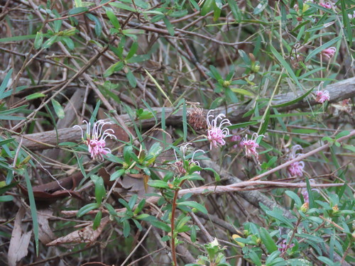 Grevillea sericea, photograph 2