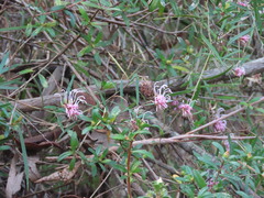 (c) ian_mcallan, some rights reserved (CC BY) Grevillea sericea, photograph (c) ian_mcallan, some rights reserved (CC BY)