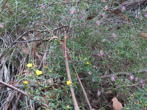 Grevillea sericea, photograph 3